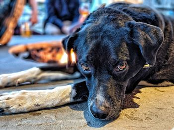 Close-up portrait of dog resting