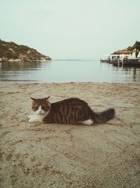 Cat relaxing on beach