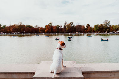 Rear view of dog sitting on retaining wall