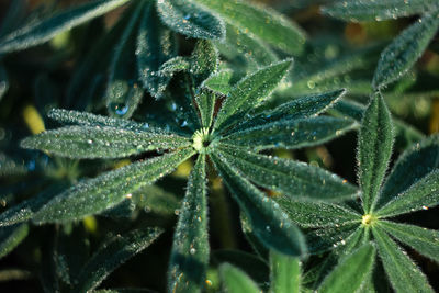 Close-up of raindrops on leaves during winter