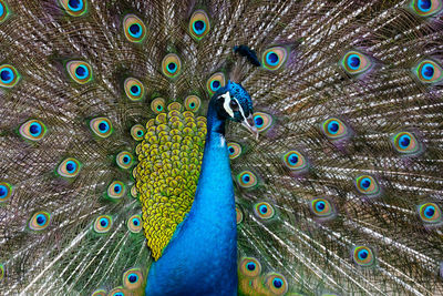 Close-up of peacock