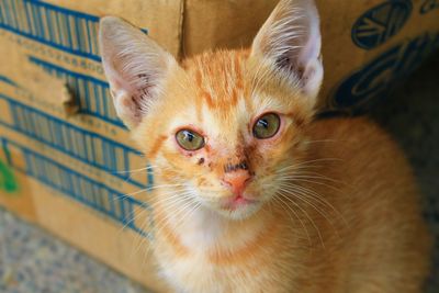 Portrait of ginger cat