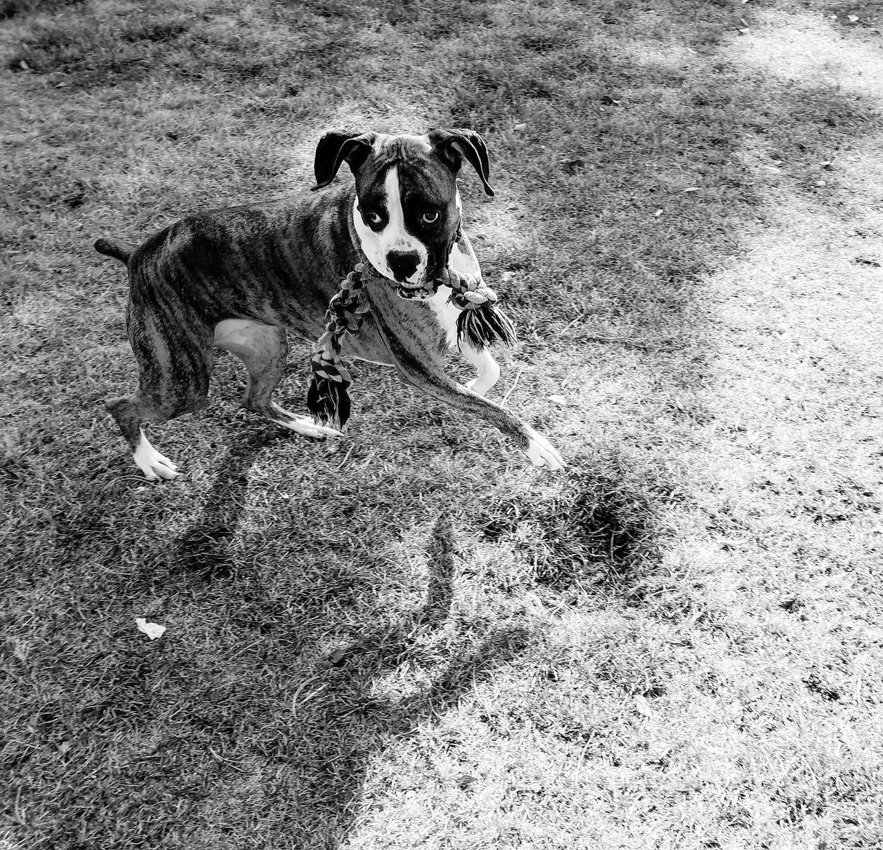 PORTRAIT OF DOG RUNNING ON FIELD