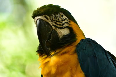Low angle view of a bird