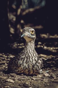 Close-up of a bird looking away