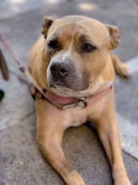 Close-up of dog looking away