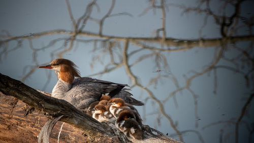 View of a bird on a lake