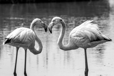 Birds in lake