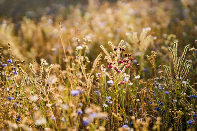 Close-up of purple flowering plants on field