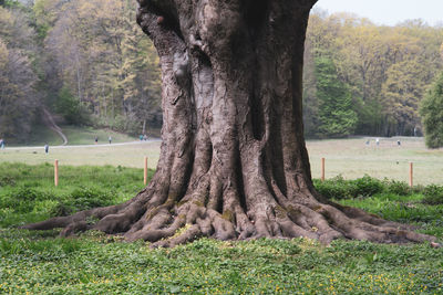 Tree trunk on field in park