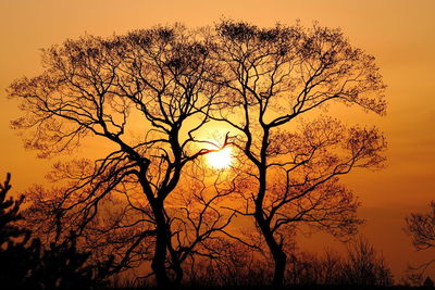 Low angle view of silhouette bare tree against orange sky