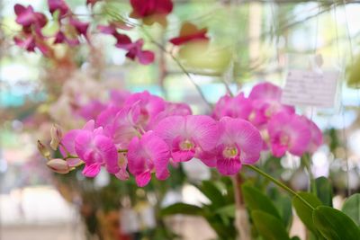 Close-up of pink flowers blooming on tree