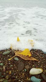 Close-up of wet shore at beach