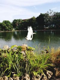 Swan flying over lake against sky