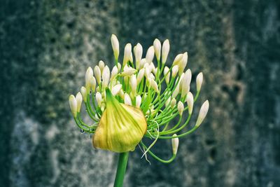 Close-up of flowering plant