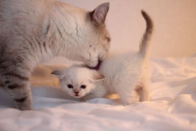 Close-up of cat with kitten on bed at home