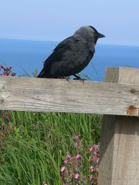 Close-up of bird perching on wood against sky