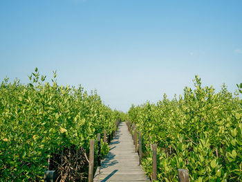 Footpath amidst trees against sky