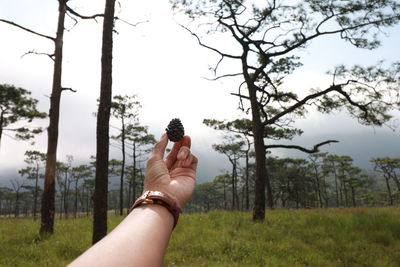 Cropped hand holding pine cone against sky in forest