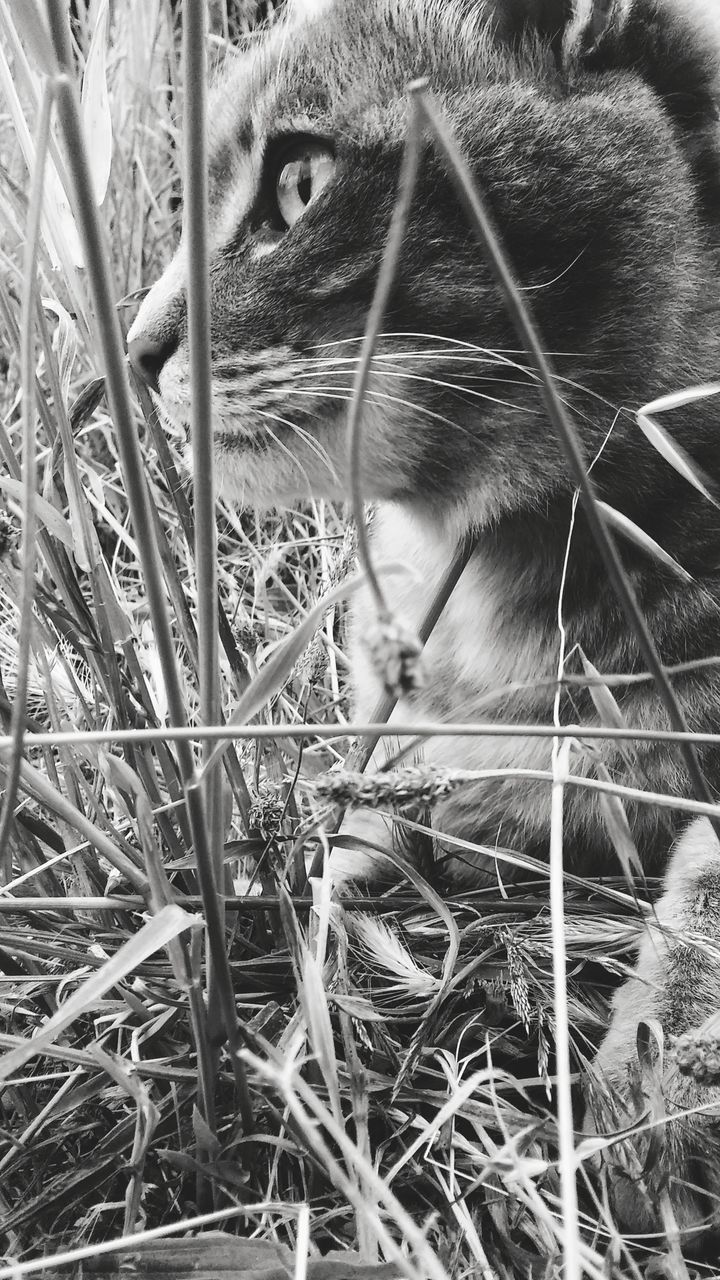 feline, cat, one animal, mammal, animal themes, animal, pets, domestic animals, domestic, domestic cat, vertebrate, close-up, no people, relaxation, grass, whisker, animal head, animal body part, field, day