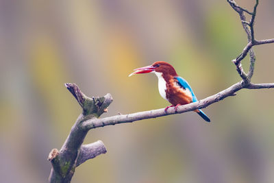 Close-up of bird perching on bare tree