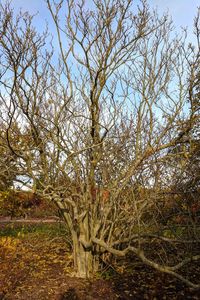 Bare trees on field against sky