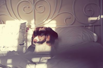 Spaniel resting on bed at home