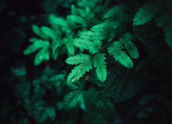 High angle view of fresh green leaves on land