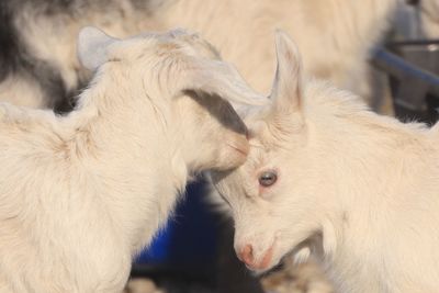 Close-up of goat