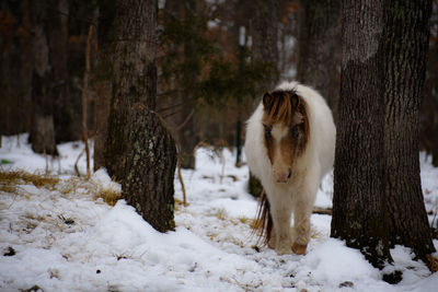 View of an animal on snow covered field