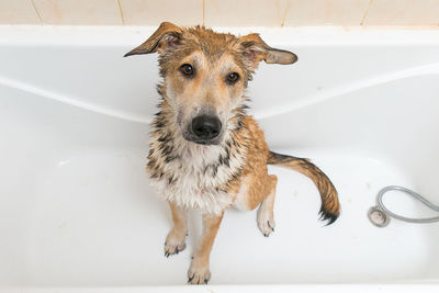 Portrait of dog in bathroom