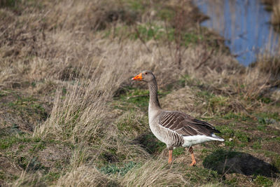 Bird on a field