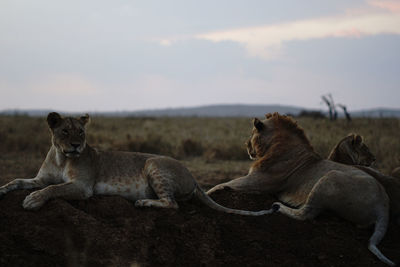 View of cats relaxing against sky