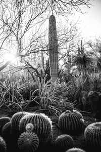 Close-up of plants