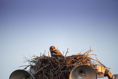 Great horned owlet bubo virginianus perches in its nest on top of a light post in everglades city