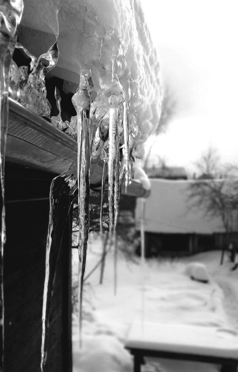 CLOSE-UP OF ICICLES ON PLANT