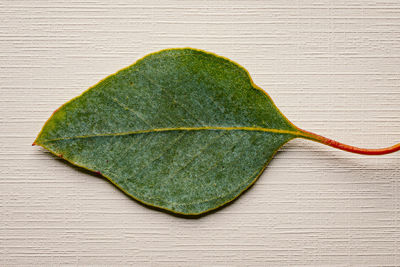 High angle view of green leaf on table