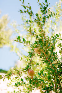 Low angle view of fruits growing on tree