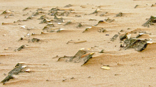 High angle view of crab on sand