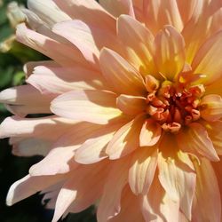 Close-up of pink dahlia