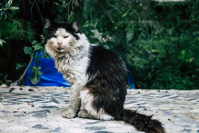 View of a cat looking away