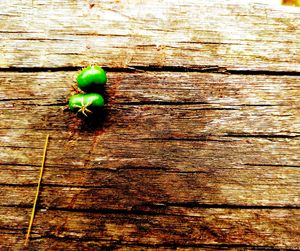 High angle view of lizard on wood