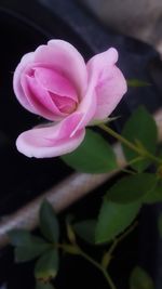 Close-up of pink rose