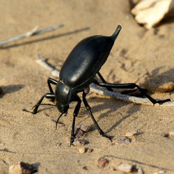 Close-up of black insect on sand