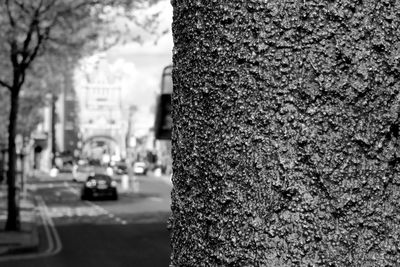 Close-up of tree trunk in city