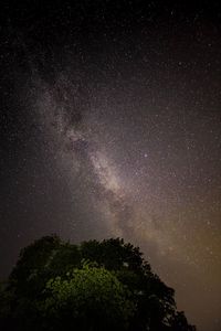 Low angle view of trees against sky at night