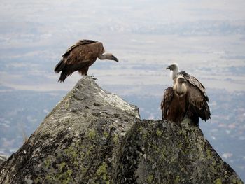 Vultures perching on rocks