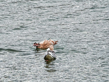 High angle view of duck swimming on lake