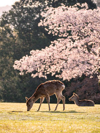 Deer standing in a field