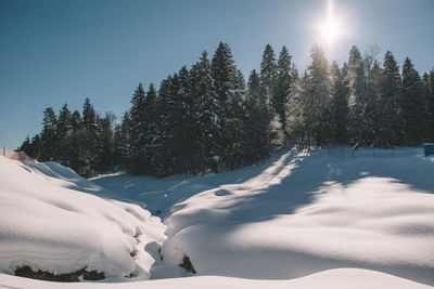 Trees on snow covered land against sky